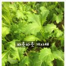청풍오리 이미지