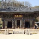 은해사 벚꽃길 이미지