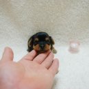 망고베리 이미지