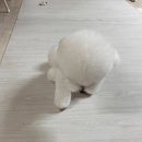 펫스티벌 | 강아지 화식 아르밀 경기도 중소기업 펫스티벌 할인 내돈내산 후기