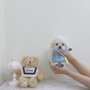 보니또따 이미지