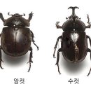 풍뎅이샵