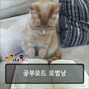 (주)페피테일 이미지