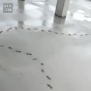 우야꼬 이미지