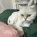 샤토미뇽 이미지