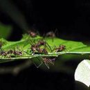 개미농장 2농장 이미지