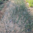 양파가 목말라 하고 울퉁 불퉁 절반은 고사하고 이미지