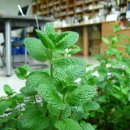 애플민트 이미지