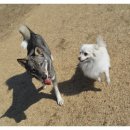 진이애견 이미지