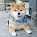 류지 이미지