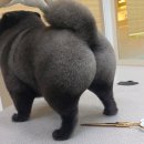 랄라펫살롱 네이버블로그