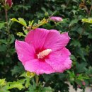 갈전숲 | 안면도 가볼만한곳 '천리포수목원' 산책하기 좋은 관광코스