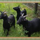 명품염소농장 이미지