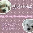 오키독키 | [강아지사료]오키독키 제스트(ZEST) 개사료 후기