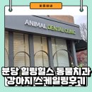 힐스타운 동물병원 | 분당 힐링힐스 동물치과 강아지 스케일링 내돈내산 후기