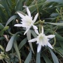 샤론의꽃 이미지