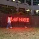 [소노펫 비발디파크] 13살 요키와 함께한 첫 방문 솔직 후기 (객실, BBQ, 플레이그라운드 팁)