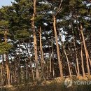 소나무숲 이미지