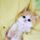 서울고양이분양 묘연 이미지