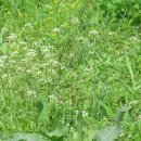 소문난꼬마김밥 이미지