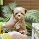 미니펫 강아지분양 고양이분양 수원점 이미지