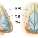 콧등 위치 이미지