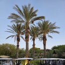 PGA Golf Club | Redrock Golf Club Arroyo Course 라운드 후기 #세종골프레슨 #세종골프연습장