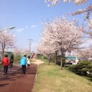 부산 사상 삼락 벚꽃축제 후기