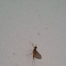 모곡 이미지