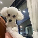 메모르드몽 이미지