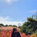 동경노동조합 | 제주도 마노르블랑에서 핑크뮬리도 보고 감귤 따기 체험도 하는 내돈내산 후기