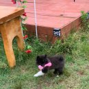 발라당눕스 이미지