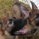 백두축산 이미지