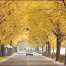 염치읍 은행나무길 이미지