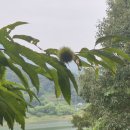 옥천 정지용 향수호수길(8.15.토) 이미지