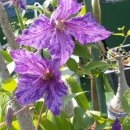 클레마티스 이미지