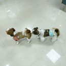 기흥나무동물병원 이미지