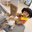 고양이 주택 | 배곧실내데이트 추천 고양이주택 방문 솔직후기