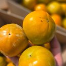 달고 맛있는 부유단감 5키로 14,000원 무료배송 // 토종 찰토마토 이미지