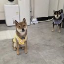 pet40고5707 | 서울 강동 강아지 사진관 모먼트 펫 스튜디오 개족사진 촬영 후기