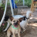 놀다가개 이미지