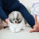 달링하이 강아지분양 밀양점 이미지
