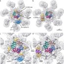 Re:Re:New insights into apoptosome structure and function 이미지