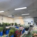 부산 엄궁화훼단지 방문 후기 – 꽃과 식물을 한자리에서 만날 수 있는 곳