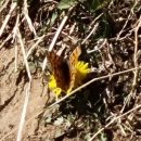 국사봉 민박 이미지