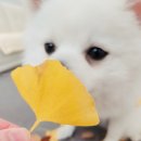 내 강아지의 봄 일산애견유치원&애견호텔 이미지