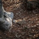 대곡양곡 이미지