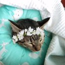 한사랑동물병원 이미지