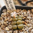 사우로2 이미지