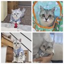 무릎 위의 고양이 무냥 이미지